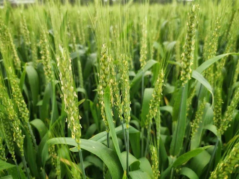 小麦扬花期图片 第5张