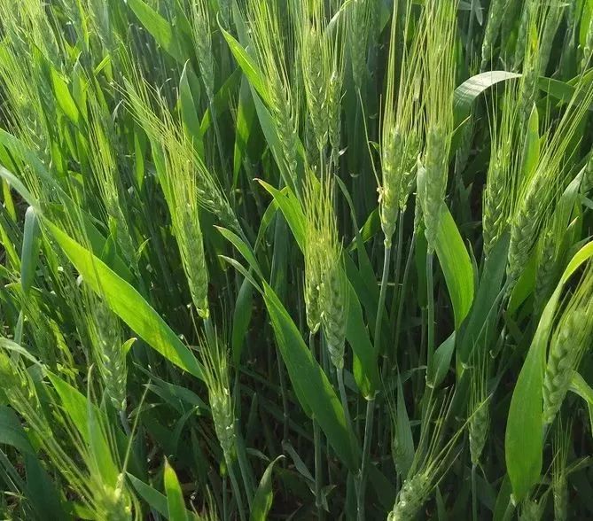 小麦扬花期图片 第7张