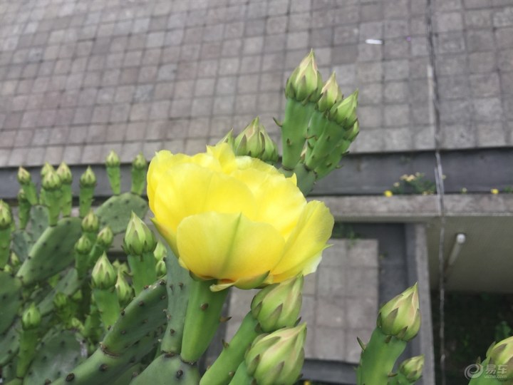 最美仙人掌花图片 第1张