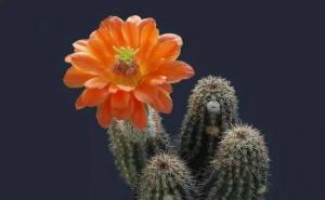 最美仙人掌花图片 第3张