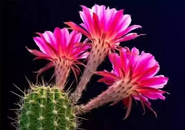 最美仙人掌花图片 第8张