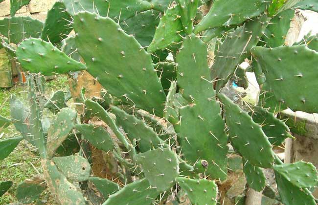 有毒仙人掌图片 第2张