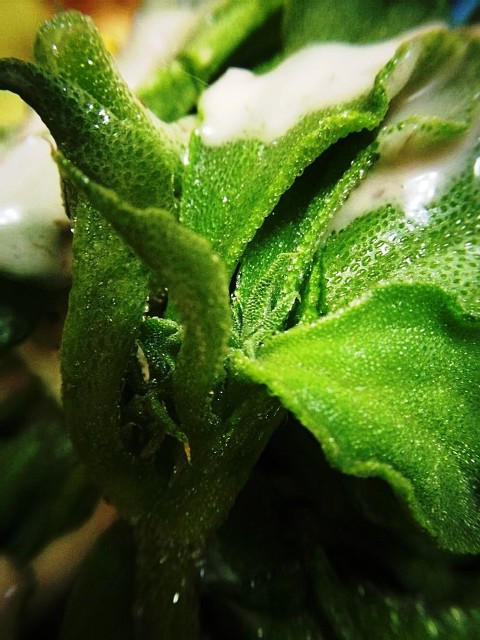 有毒仙人掌图片 第4张