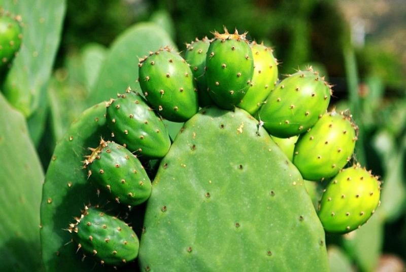 有毒仙人掌图片 第3张