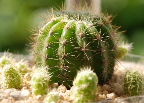 有毒仙人掌图片 第6张