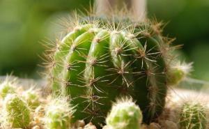 有毒仙人掌图片 第6张