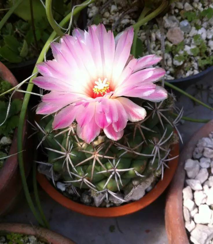 仙人掌开花图片 第3张