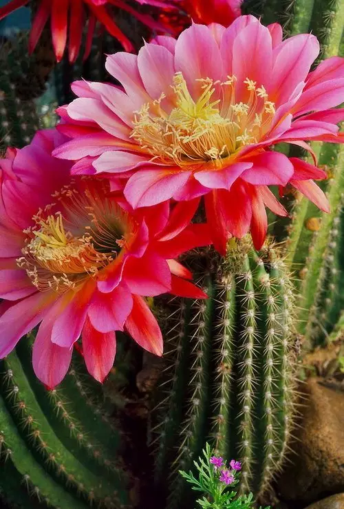 仙人掌开花图片 第1张