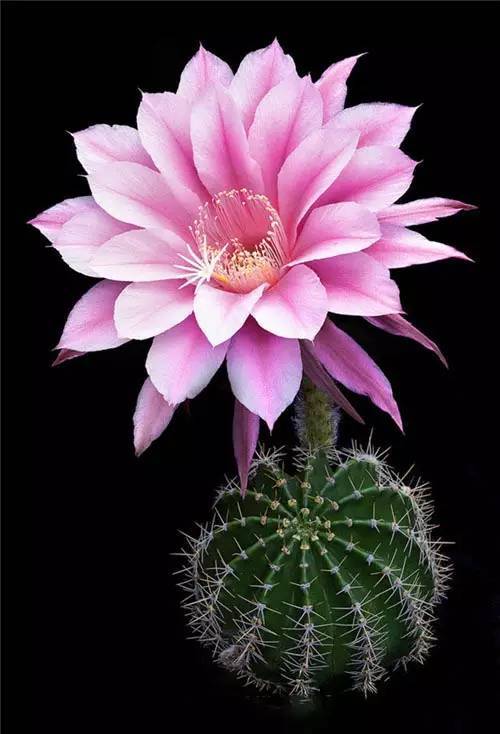 仙人掌开花图片 第5张