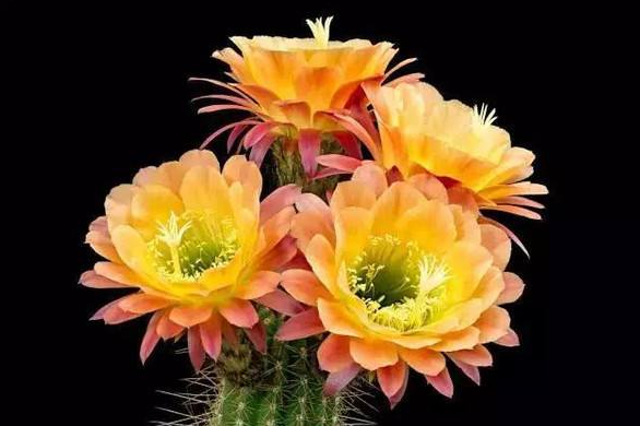 仙人掌开花图片 第4张