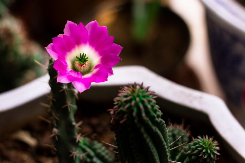 仙人掌开花图片 第7张