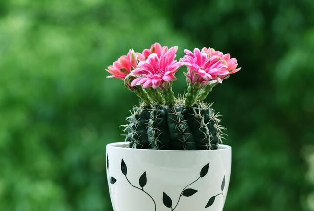 仙人掌开花图片 第9张