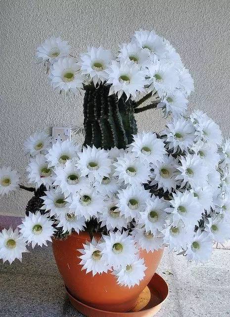 仙人掌花长什么样子图片 第2张