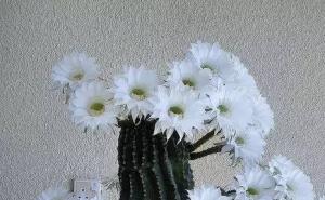 仙人掌花长什么样子图片 第2张