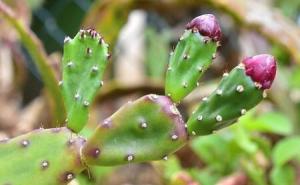 仙人掌花长什么样子图片 第5张
