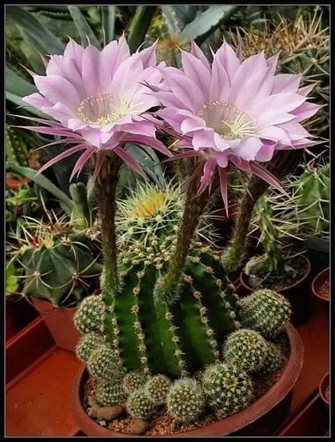 仙人掌花漂亮图片 第1张