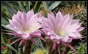 仙人掌花漂亮图片