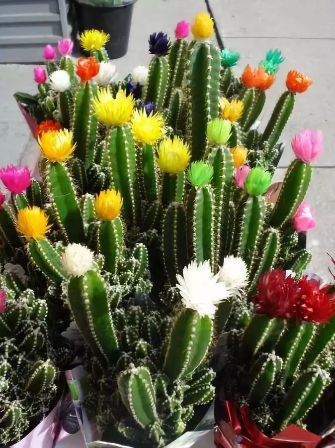 仙人掌花漂亮图片 第3张