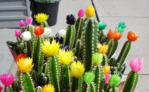 仙人掌花漂亮图片 第3张