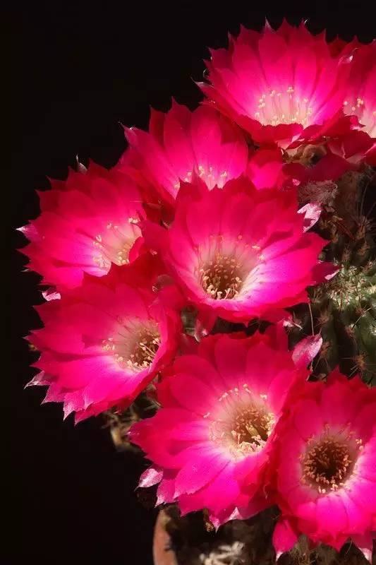 仙人掌花漂亮图片 第4张