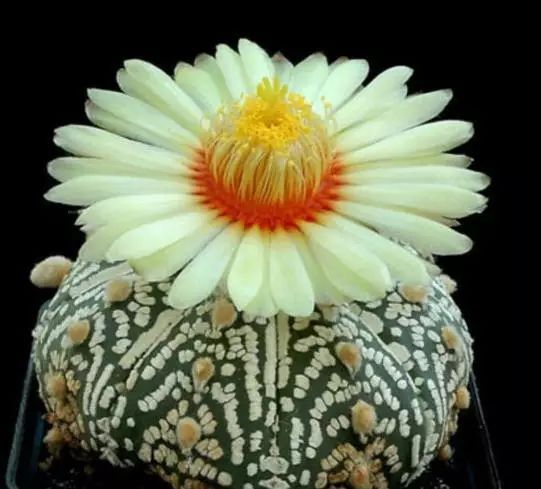 仙人掌花图片 第1张