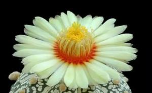 仙人掌花图片