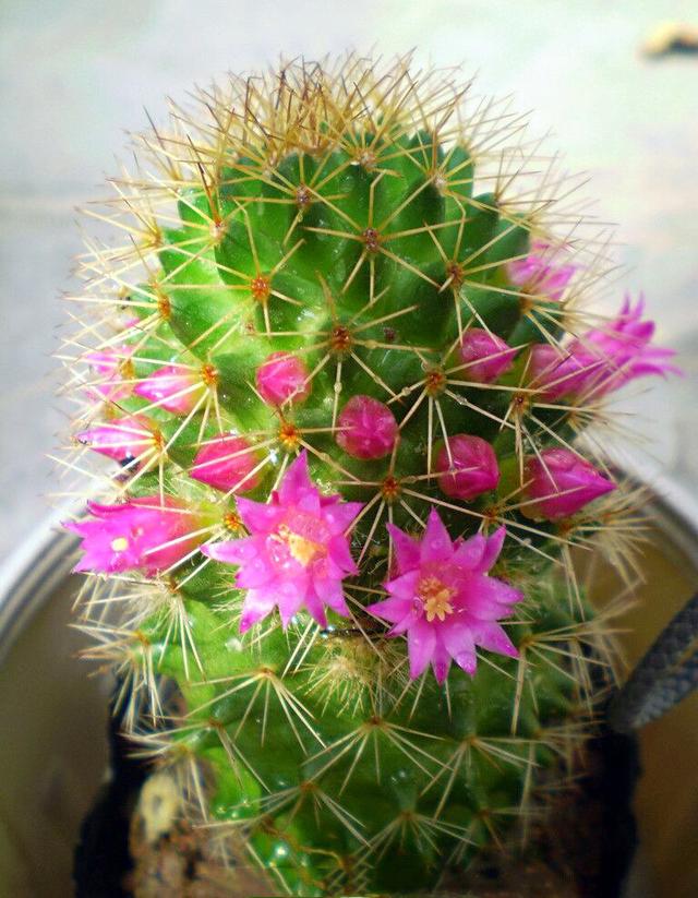 仙人掌花图片 第4张
