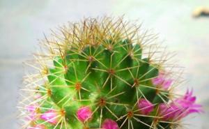 仙人掌花图片 第4张