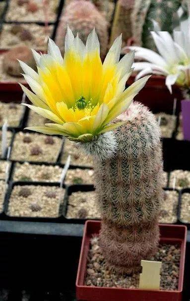 仙人掌花图片 第3张