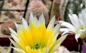 仙人掌花图片 第3张