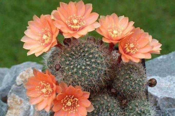 仙人掌花图片 第5张