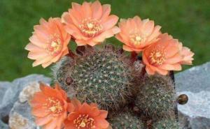仙人掌花图片 第5张