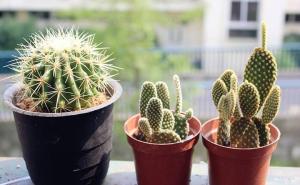 盆栽仙人掌图片 第7张