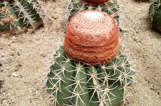 沙漠仙人掌长图片 第1张