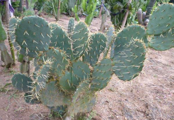 沙漠仙人掌长图片 第2张