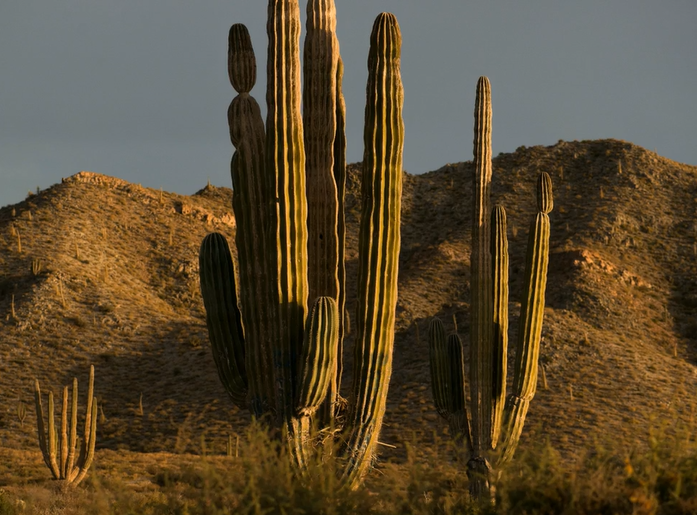 沙漠仙人掌长图片 第3张