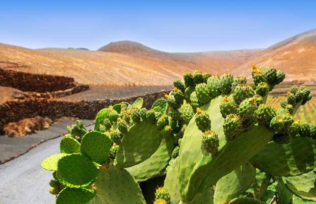 沙漠仙人掌长图片 第4张