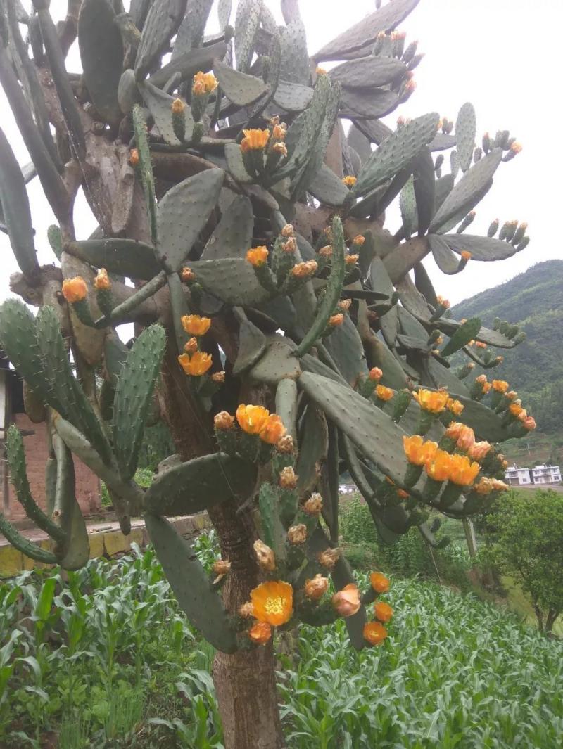 仙人掌树开花图片 第3张