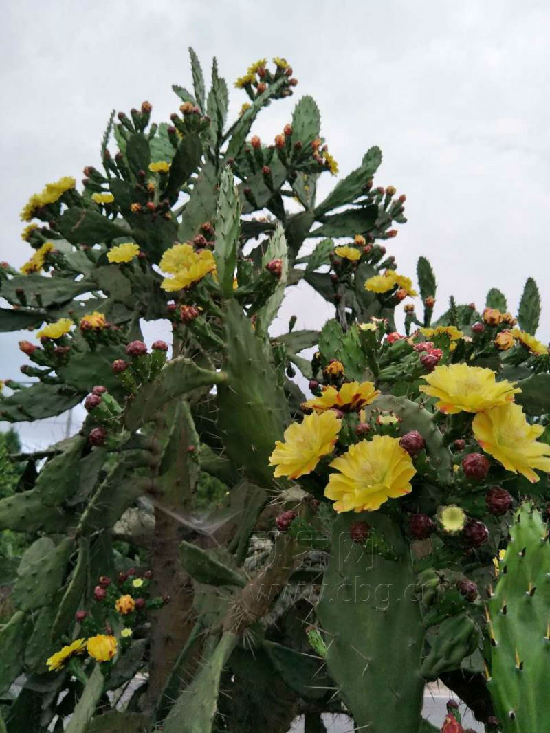 仙人掌树开花图片 第1张