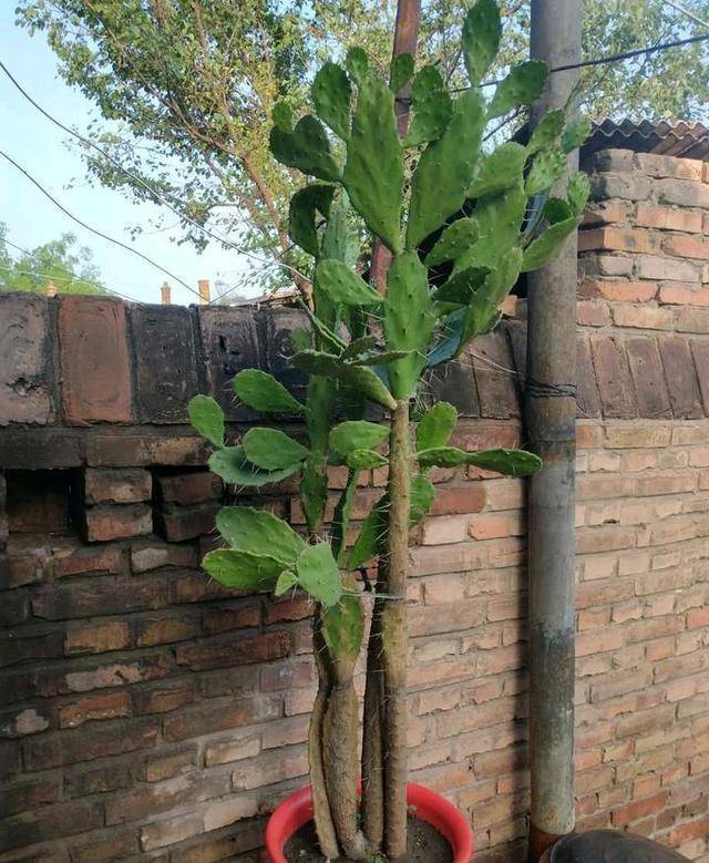 仙人掌树开花图片 第4张