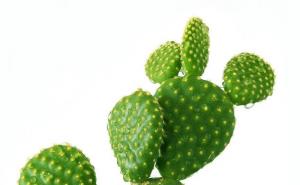仙巴掌仙人掌图片 第3张