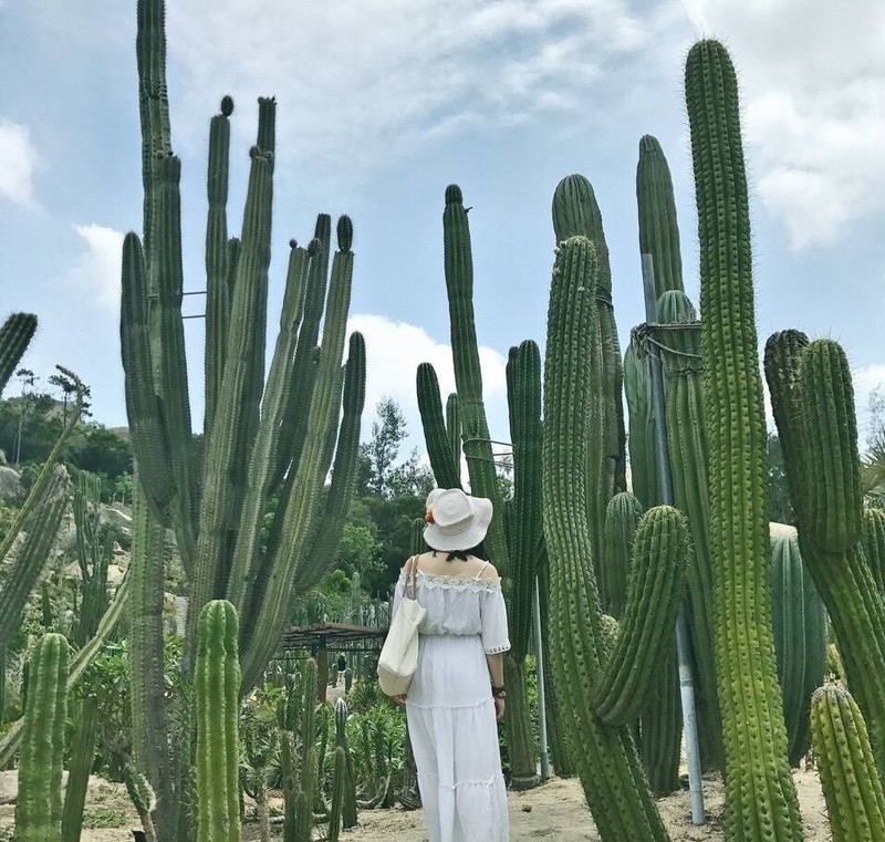 沙漠巨型仙人掌图片 第2张