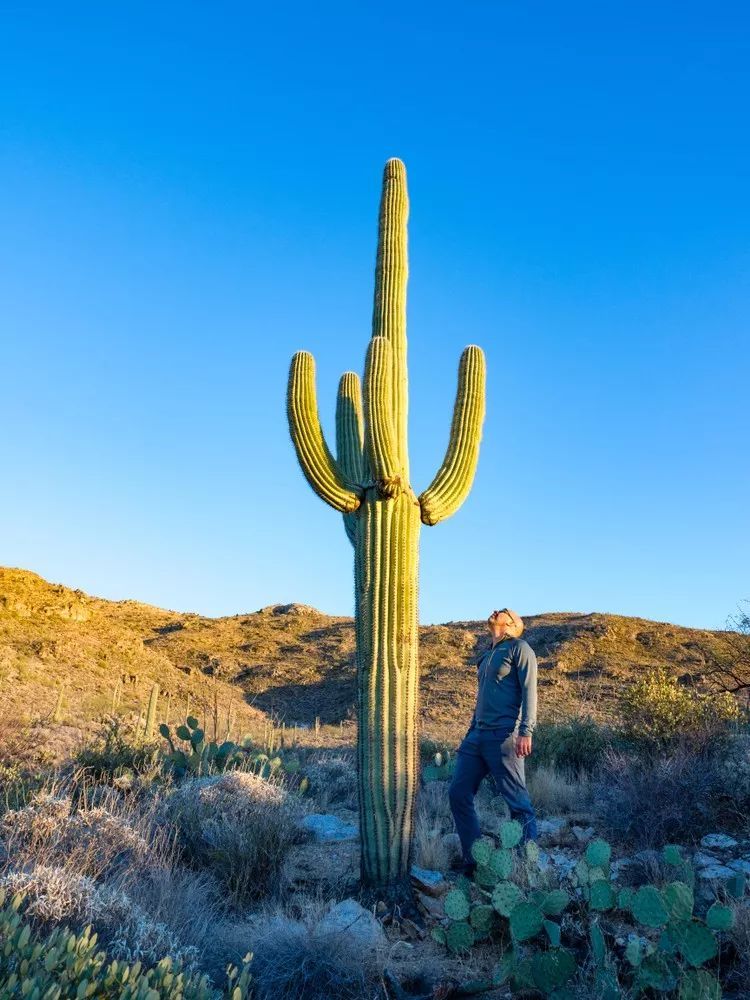 沙漠巨型仙人掌图片 第1张