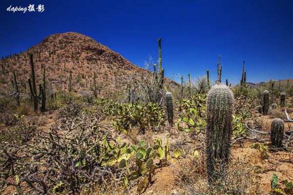 沙漠巨型仙人掌图片 第3张
