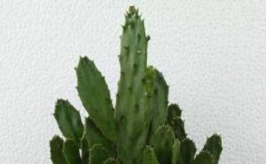 千手仙人掌图片 第5张