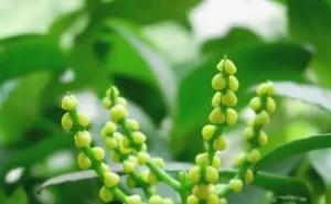 金粟兰图片 第2张