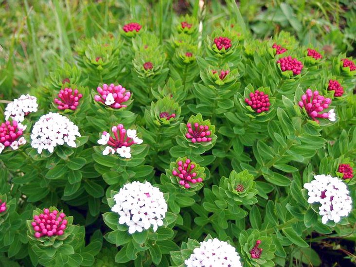 狼毒图片 第3张