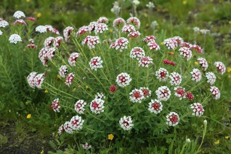 狼毒图片 第1张