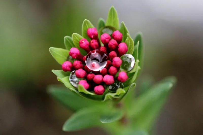 狼毒图片 第2张