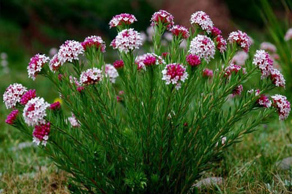 狼毒图片 第4张